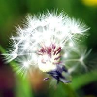 微信头像最好看的花中年女性(16张)