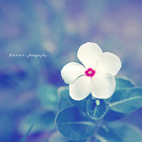 微信头像最好看的花中年女性(16张)