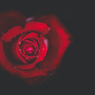 微信头像最好看的玫瑰花(22张)