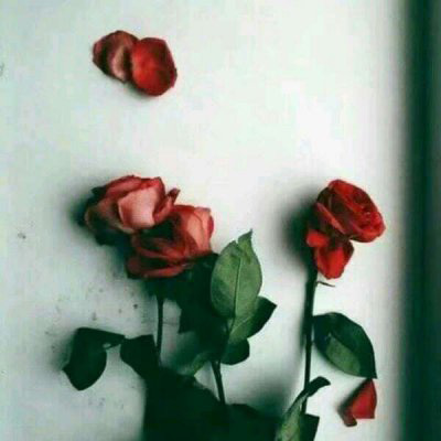 微信头像最好看的玫瑰花(22张)