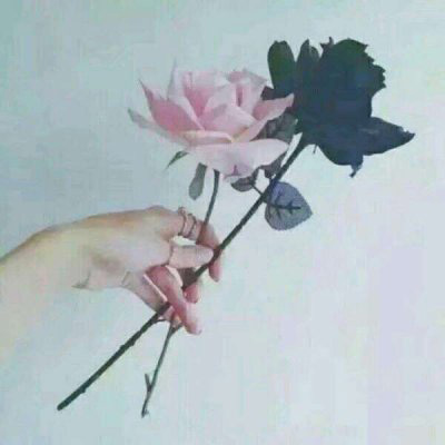 微信头像最好看的玫瑰花(22张)