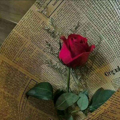 微信头像最好看的玫瑰花(22张)