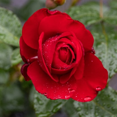 微信头像最好看的玫瑰花(22张)