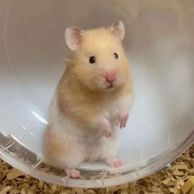 2023最火搞笑头像图片(精选16张)