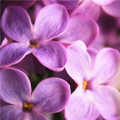 2023年最美的鲜花头像(精选12张)