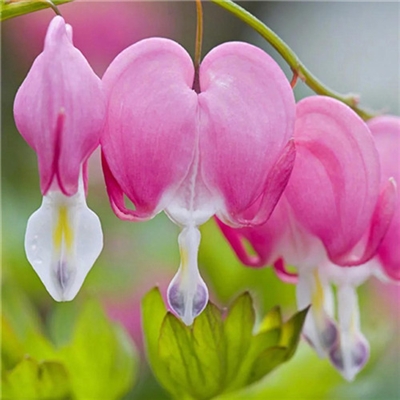 2023年最美的鲜花头像(精选12张)