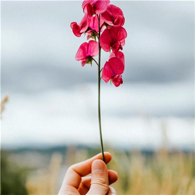 2023年最美的鲜花头像(精选12张)