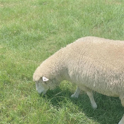 2023最流行小羊头像(28张)