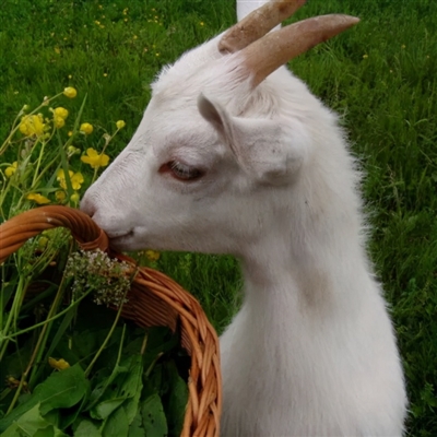 2023最流行小羊头像(28张)