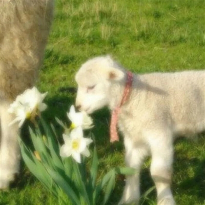 2023最流行小羊头像(28张)