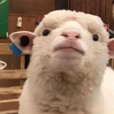 2023最流行小羊头像(28张)