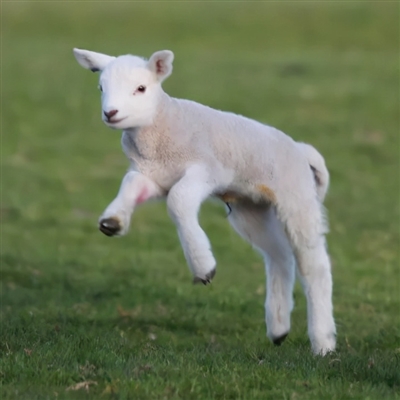 2023最流行小羊头像(28张)