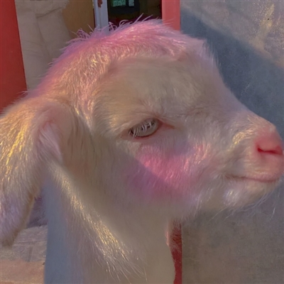 2023最流行小羊头像(28张)