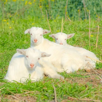 2023最流行小羊头像(28张)