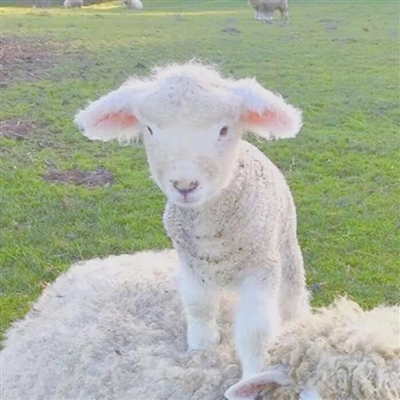 2023最流行小羊头像(28张)