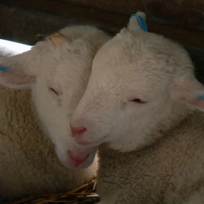 2023最流行小羊头像(28张)