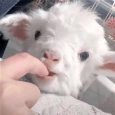 2023最流行小羊头像(28张)