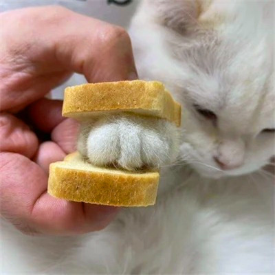 2023最火动物头像图片(精选24张)