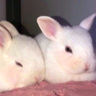 2023最火动物头像图片(精选24张)