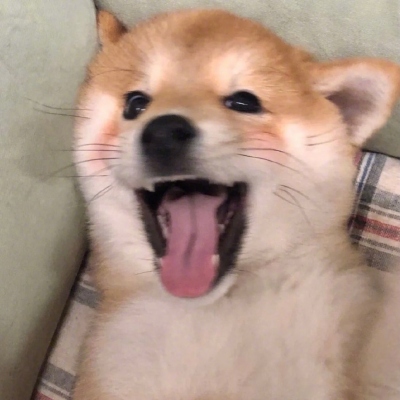 2023最火动物头像图片(精选24张)