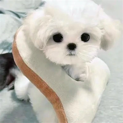 2023最火动物头像图片(精选24张)