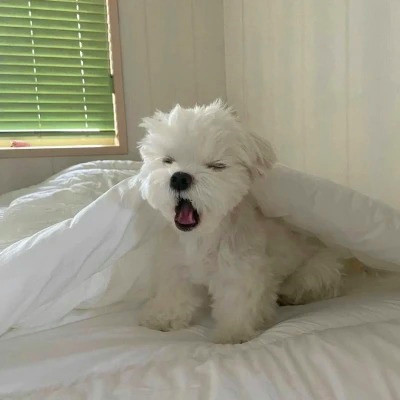 2023最火动物头像图片(精选24张)