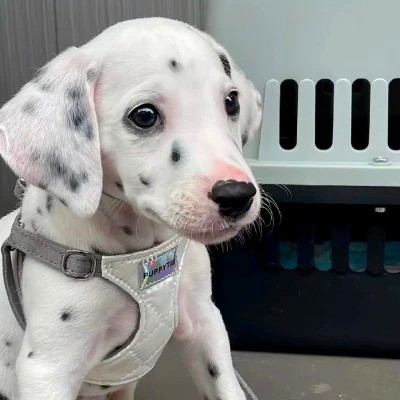 2023最火动物头像图片(精选24张)