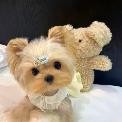 2023最火动物头像图片(精选24张)