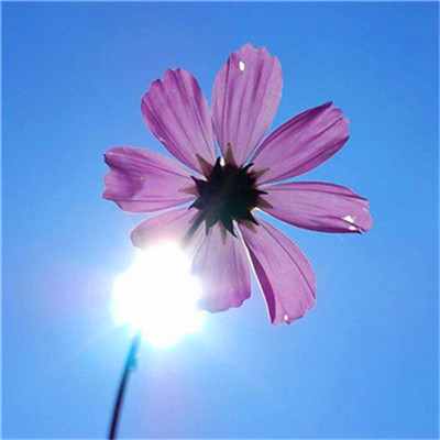 2023最火老年头像(精选16张)