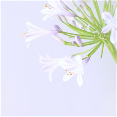 微信头像简约风格(精选16张)