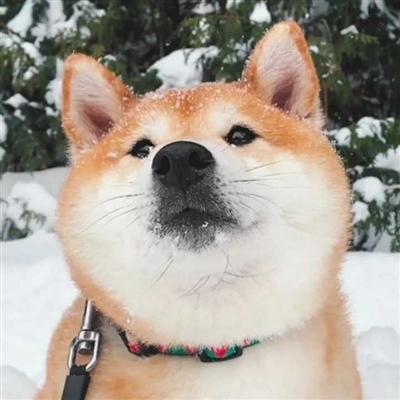 适合做微信头像的图片唯美(精选24张)