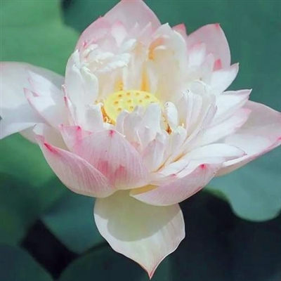 微信头像80后女人专用景物(16张)