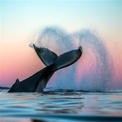 朝气蓬勃积极向上的微信头像(24张)