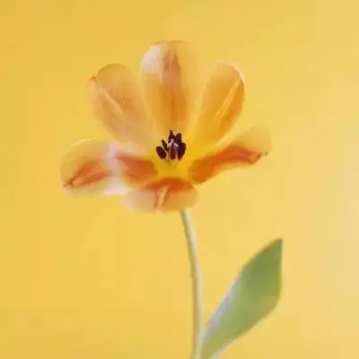 微信最吉利的好看头像图片(16张)