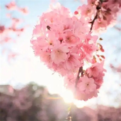 微信最吉利的好看头像图片(16张)