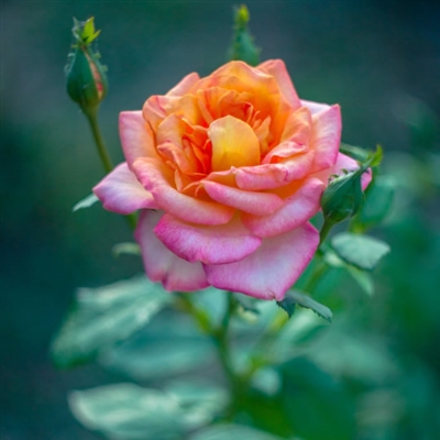 2023微信最吉祥头像(精选16张)