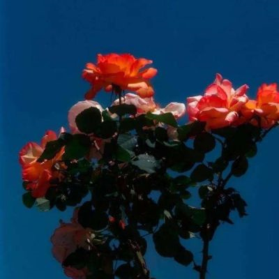 2023年最火鲜花微信头像(22张)