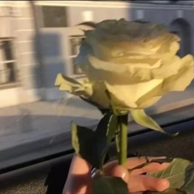 2023年最火鲜花微信头像(22张)