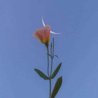 2023年最火鲜花微信头像(22张)