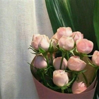 2023年最火鲜花微信头像(22张)