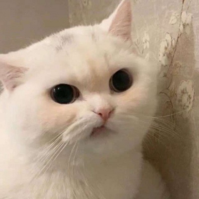 2023最火冷酷狗狗头像(26张)