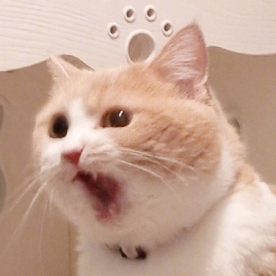 2023最火冷酷狗狗头像(26张)