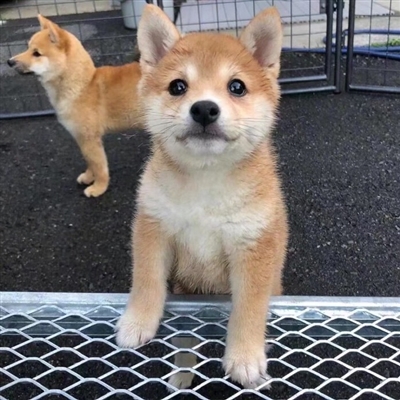 2023最火冷酷狗狗头像(26张)