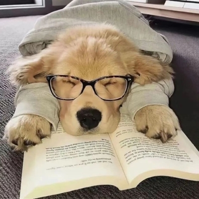 2023最火冷酷狗狗头像(26张)