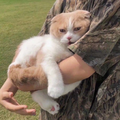 2023最火冷酷狗狗头像(26张)