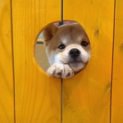 2023最火冷酷狗狗头像(26张)