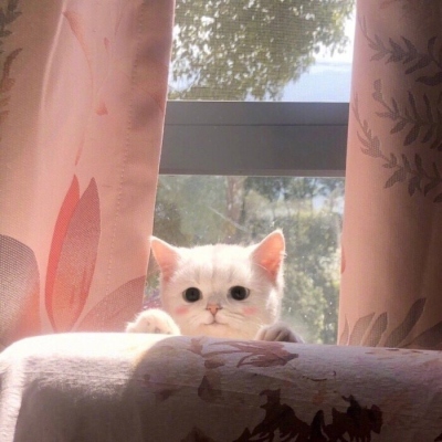 2023最火冷酷狗狗头像(26张)