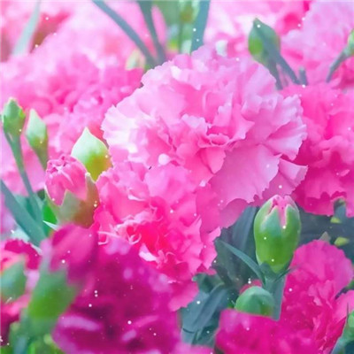 最近2023最火微信头像(精选24张)