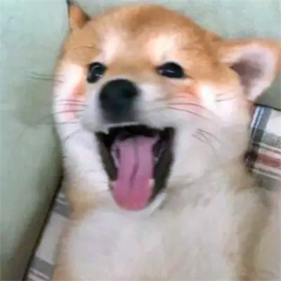 2023年最流行动物头像(精选24张)