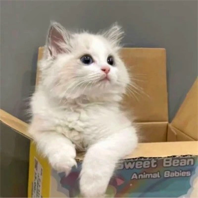 2023年最流行动物头像(精选24张)